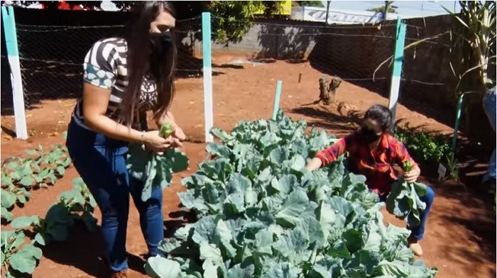 Jovens líderes do Agro seguem trabalhando no cultivo das hortaliças