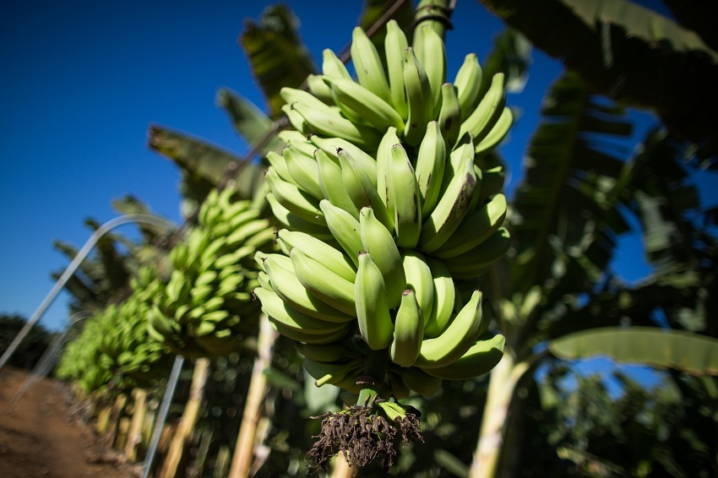 BANANA