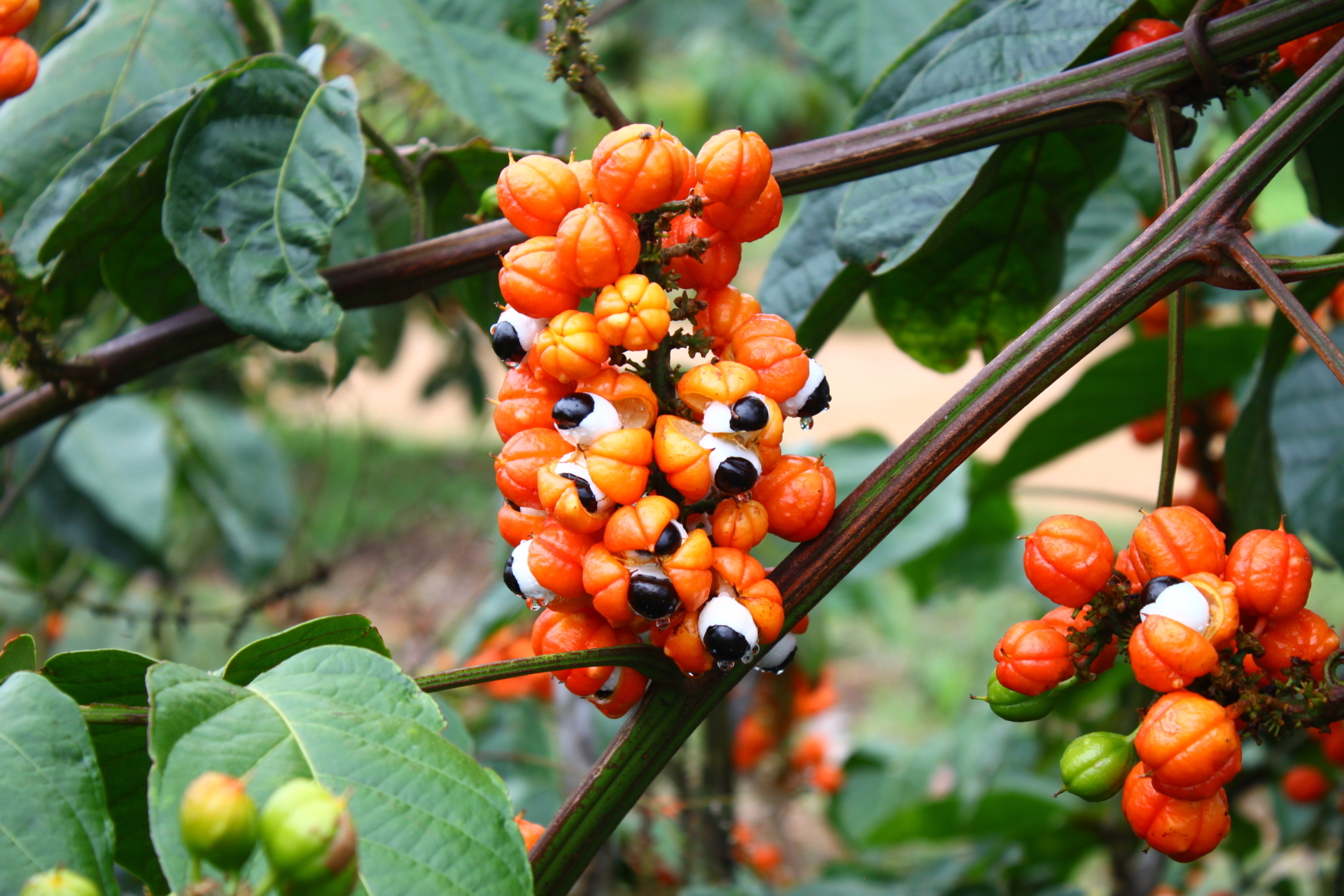 Fruto do guarana Foto Felipe Rosa