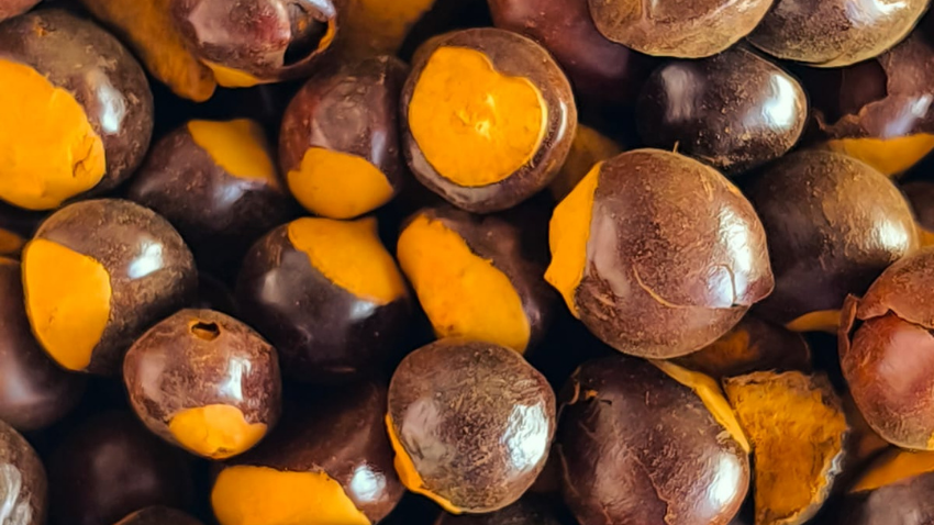 Guarana do Brasil