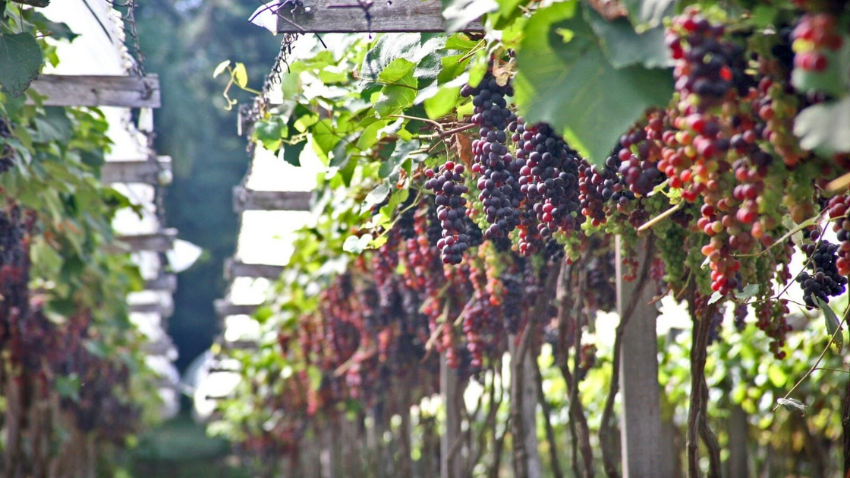 Vinhos e Vinhedos