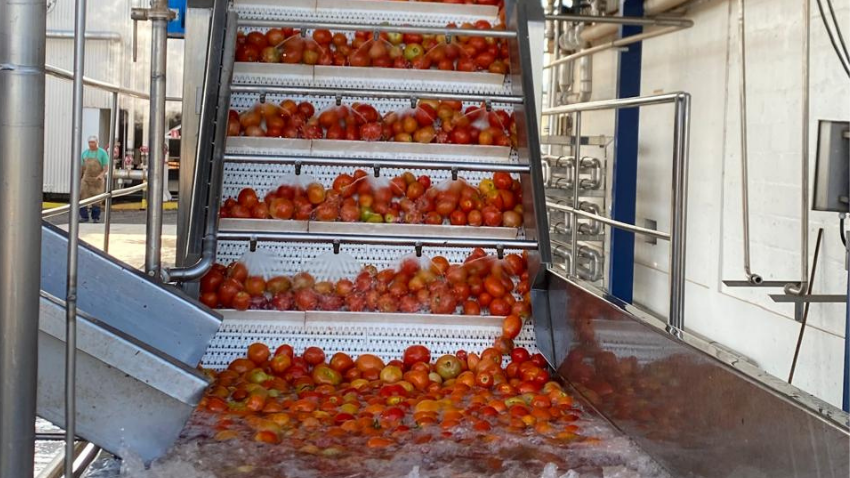 Tomate