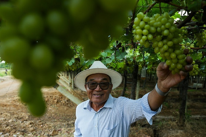 O produtor Suemi Koshiyama produtz frutas no Vale do São Francisco desde 1983