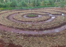 Alunos aprendem horta mandala e aumentam em 15% área de cultivo