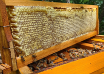 Apicultores atendidos pela ATeG esperam superar recorde na safra do mel