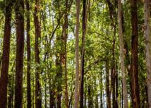 CNA discute políticas para florestas plantadas e situação do setor de borracha natural