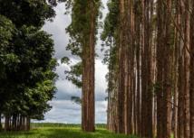 Com atuação da CNA, governo sanciona lei que beneficia silvicultura