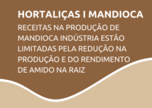 Hortaliças - Receitas na produção de mandioca indústria estão limitadas pela redução na produção e do rendimento de amido na raiz