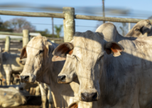 Curso prepara pecuaristas para o período da seca