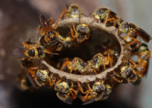 Senar lança curso Ead sobre criação e manejo de abelhas sem ferrão