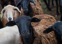 Senar-RS oferece oficina de ovinocultura na Feovelha 2022