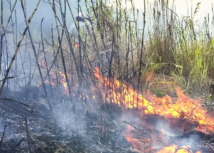 Paraná bate recorde de incêndios rurais