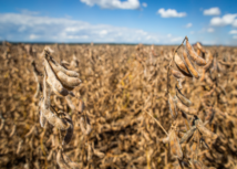 Maranhão Recebe Abertura Nacional do Plantio da Soja 2024/2025 com Foco na Expansão e Sustentabilidade do Agro