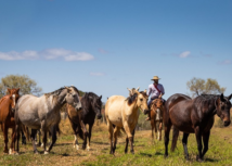 Para a CNA, PL do material genético animal traz avanços ao setor