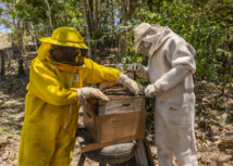 Assistência Técnica e Gerencial do Senar-MT transforma produção de mel em Jaciara