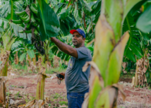 Produtor de bananas melhora gestão e aumenta produtividade com apoio do Senar-MT