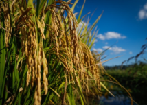 CNA debate custos de produção e perspectivas na Câmara Setorial do Arroz