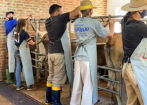 Com mercado aquecido, Senar-RS forma inseminadores de bovinos