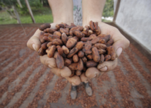 Quatro amostras de cacau do Pará foram selecionadas para a premiação Internacional Cocoa Awards 2021