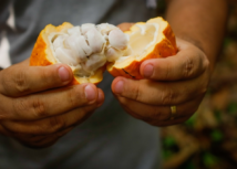 Dia do Cacau: Pará é o maior produtor do país. Conheça os benefícios do fruto