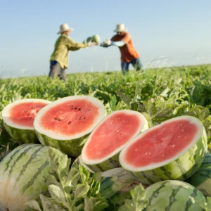 Programa que permite ao produtor brasileiro realizar a rastreabilidade e rotulagem de Frutas e Hortaliças.