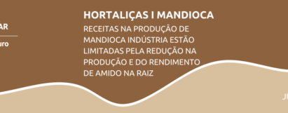 Hortaliças - Receitas na produção de mandioca indústria estão limitadas pela redução na produção e do rendimento de amido na raiz