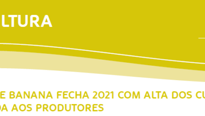 PRODUÇÃO DE BANANA FECHA 2021 COM ALTA DOS CUSTOS E MENOR RENDA AOS PRODUTORES