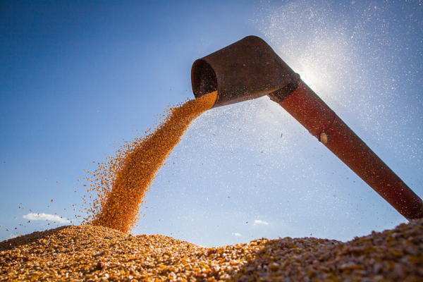 Campo Futuro levanta custos de produção de quatro cadeias produtivas