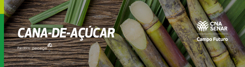 Cana de acucar