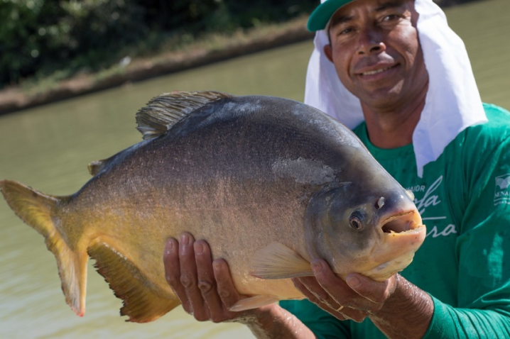 Senar aquicultura