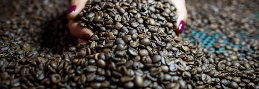Senar disponibiliza capacitações gratuitas em cafeicultura