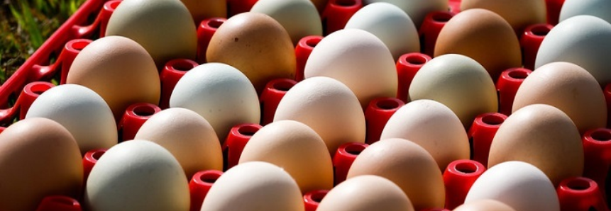 Senar disponibiliza cursos gratuitos na área de produção de ovos