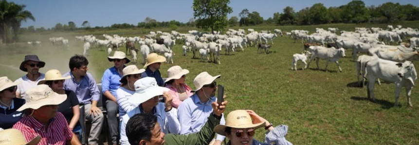 Diplomatas conhecem criação de bovinos pantaneiros em Aquidauana
