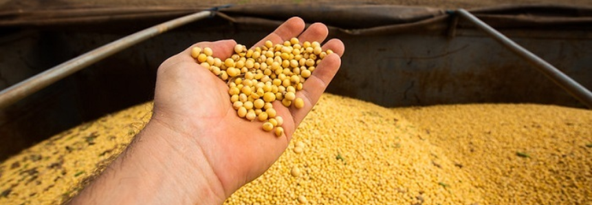 CNA debate impactos climáticos na safra de soja e milho