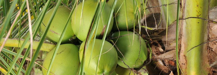Produtividade e valor agregado ao coco é atrativo para cultivo em MS