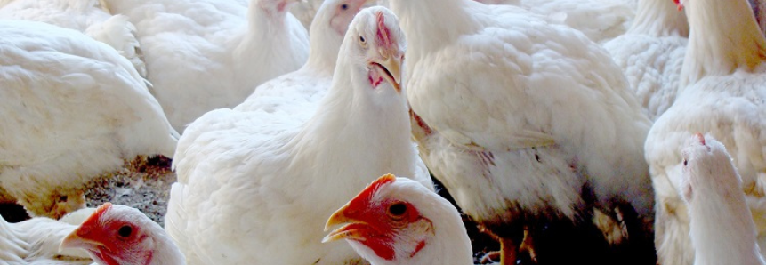Custos ao produtor sobem e preço médio do frango no atacado cresce 24% no primeiro trimestre de 2022