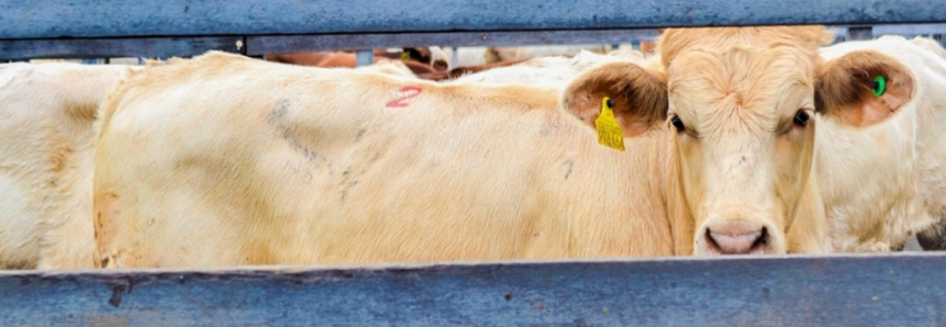 Bovicorte comercializa mais de 1,4 milhões em cabeças de gado