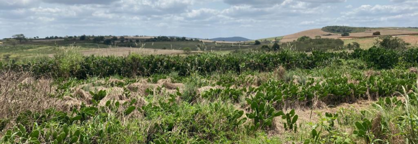 Exclusão de sete municípios sergipanos da região do semiárido preocupa Faese e traz prejuízos aos produtores rurais