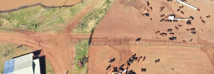 FAEP apoia operação que coíbe contrabando de gado da Argentina