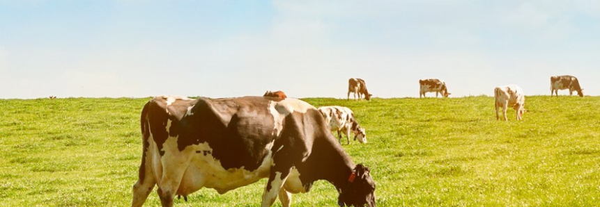 Faep solicita medidas urgentes de apoio à pecuária leiteira