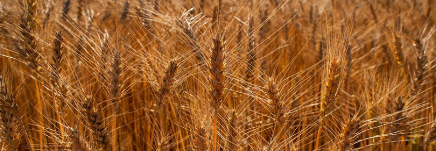 CNA debate potencial brasileiro para ampliar produção de trigo