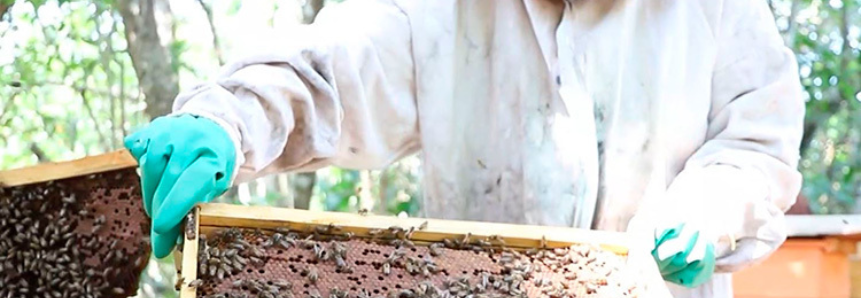 Casal de apicultores transforma hobby em fonte de renda com ajuda do Senar/MS