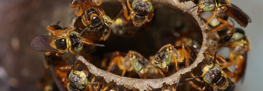 Senar lança curso Ead sobre criação e manejo de abelhas sem ferrão