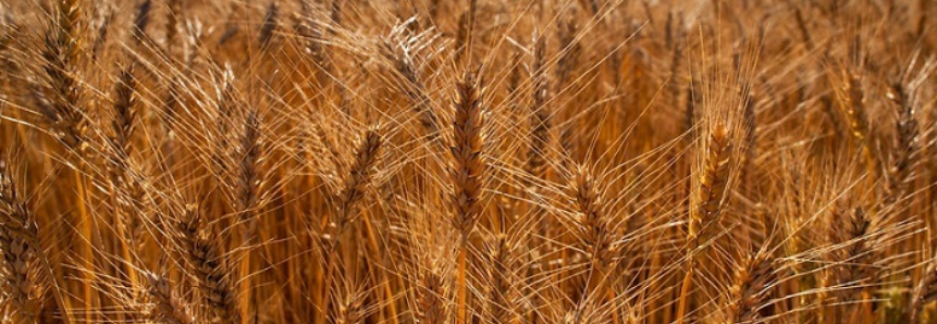 CNA é contra ampliar quota de importação do trigo com alíquota zero