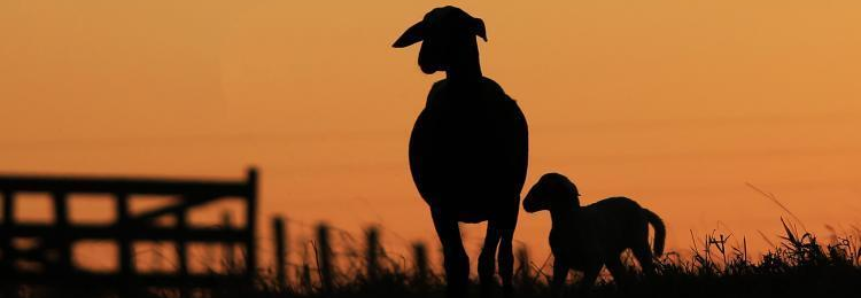 MS acima da média nacional: Em um ano, abate de ovinos cresceu mais de 46%