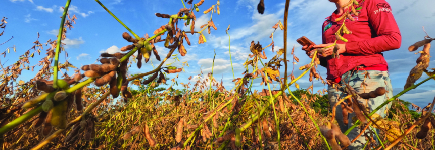 Convivência entre soja e abelhas garante aumento de produtividade