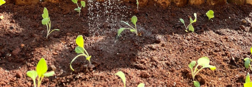 Alunos de escola estadual de Campos Novos comemoram sucesso do Programa Plantando para o Futuro