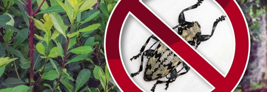 Combate à broca-da-erva-mate deve ser feito com produto biológico