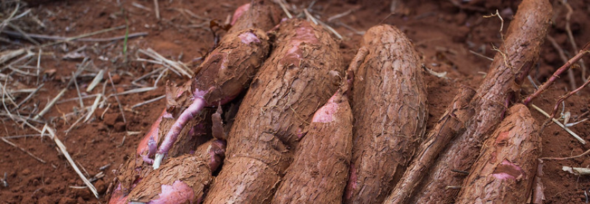 CNA participa de reuniões de câmaras setoriais de mandioca e florestas plantadas