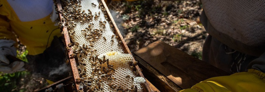 CNA realiza mais de 200 reuniões em rodada de negócios para o setor de mel, própolis e derivados